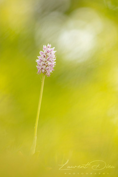 Orchis singe (Orchis simia) Monkey orchid. Canon EOS 5DsR - Canon EF 300mm f/4 L IS USM.